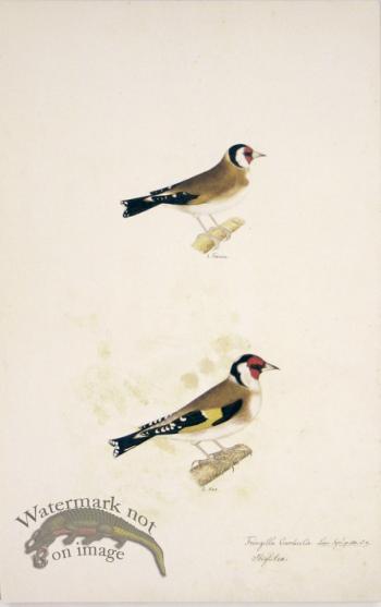 73 Swedish Birds . Fringilla Carduelis, European Goldfinch, M.F